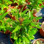 Echinacea purpurová (Echinacea purpurea) ‘PRAIRIE BLAZE ORANGE SUNSET’ - kont. C2L